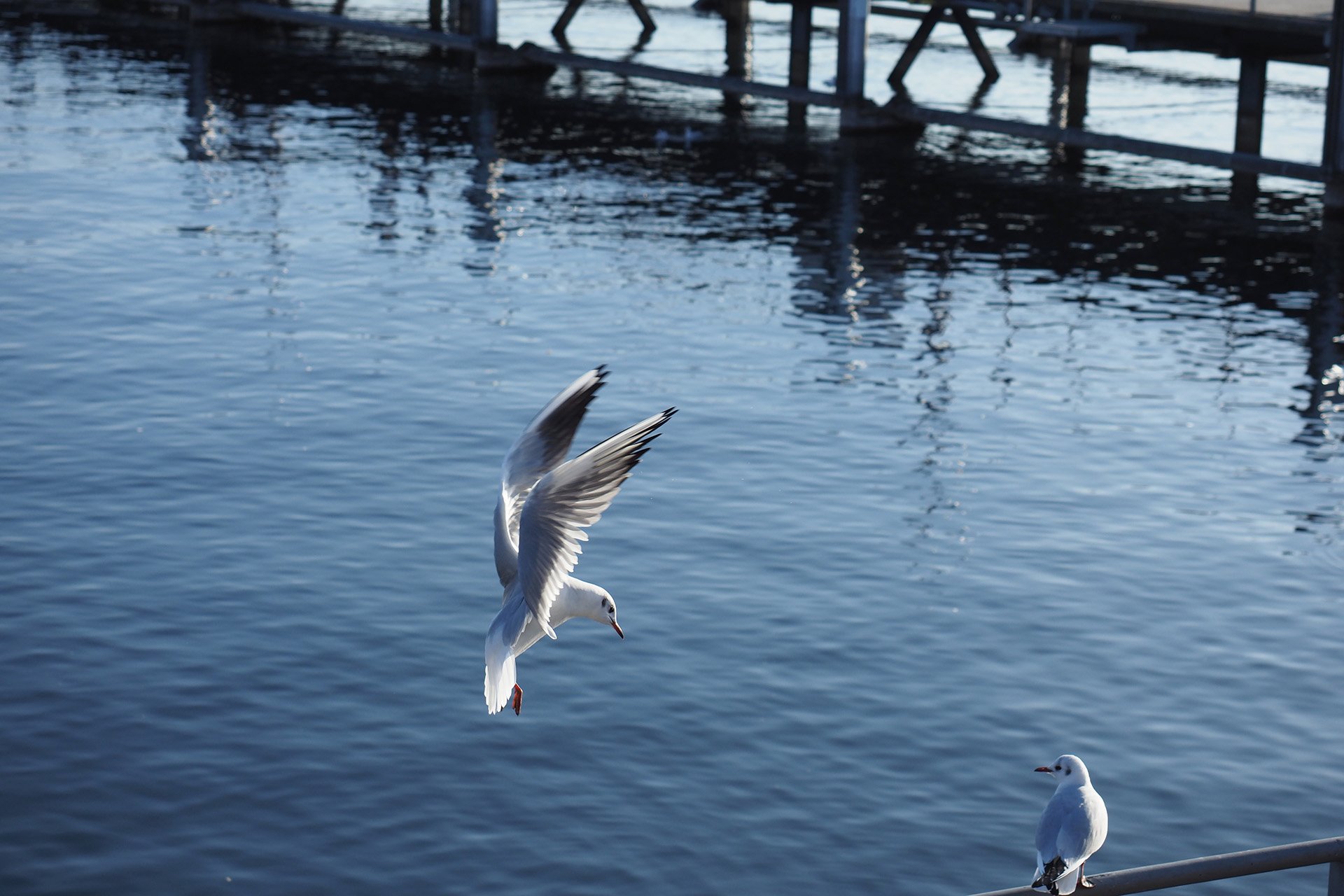 Olympus OM-D E-M1 Mark II: C-AF+Tracking, Bild 03